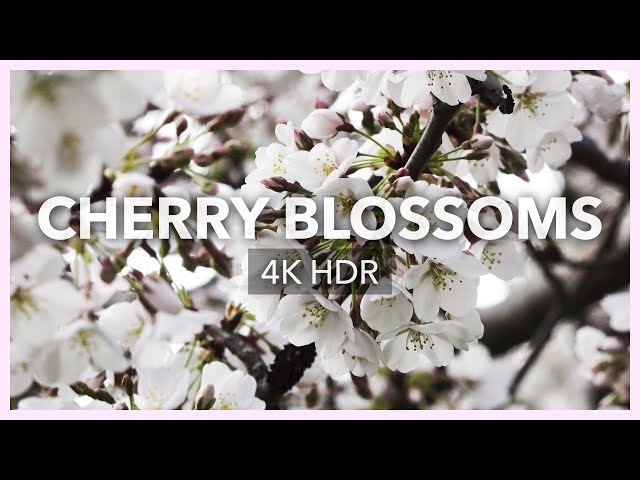 Cherry Blossoms | 4K HDR | Sony FDR-AX700