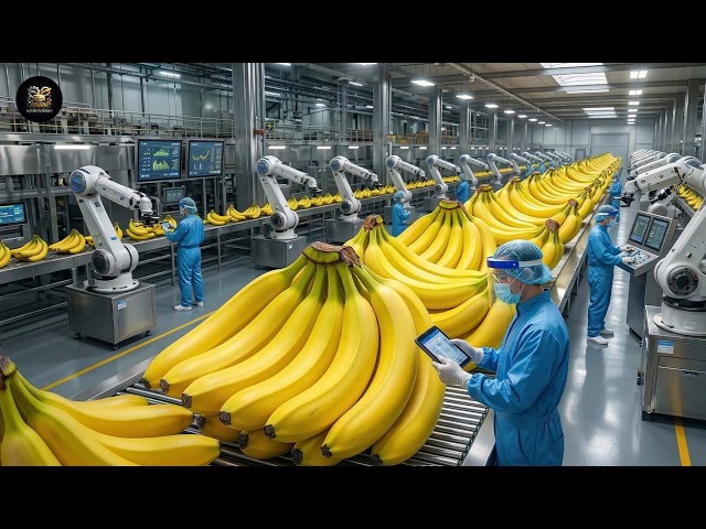 Inside a Modern Banana Factory | Complete Dessert Manufacturing Process | Full production process