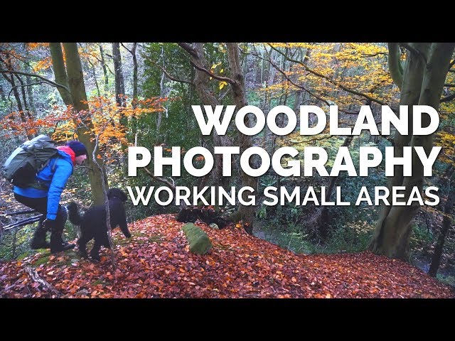 Woodland Photography - Working Small Areas