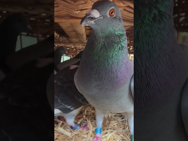 BASKETING NIGHT #racingpigeons #pigeon #pigeon101 #foryou #birds