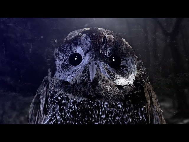 Sounds of the Birds