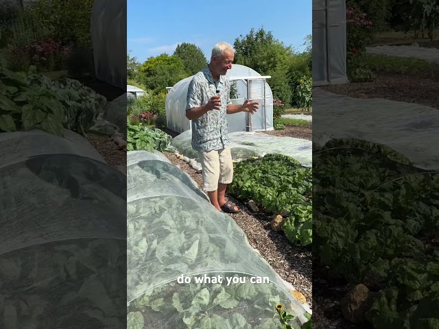 Vegetables You Can Still Sow in July | No Dig Gardening