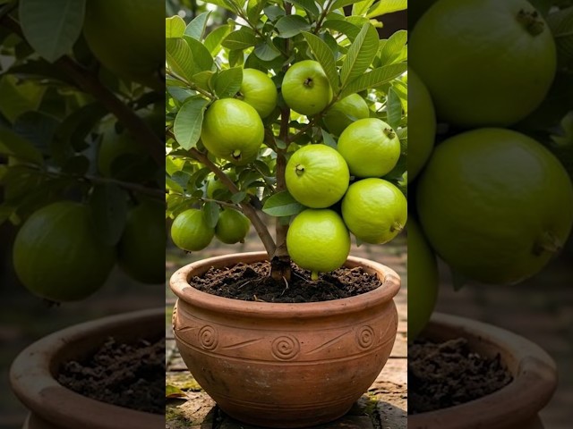 🌱 How to Grow Guava Tree from Fruit at Home | Easy Step-by-Step Guide