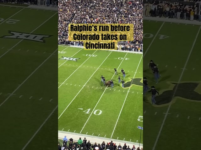 Ralphie’s “run” before Colorado takes on Cincy #coachPrime #cubuffs #deionsanders #cfb #football