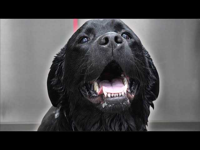 Why people HATE Labrador Retrievers