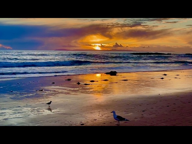 Wild Beach with Seagulls, Colorful Sunset Sky🌅Coastal Ambiance, Relaxing Ocean Waves for Deep Sleep
