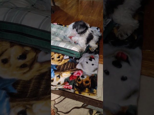 Nala Can Do It - Walk and whine.  Shih Tzu Love.