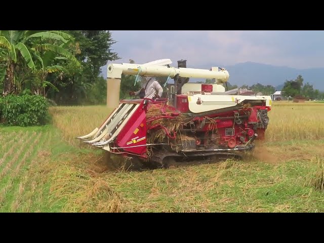 KOMBI SAWAH CANGGIH TETAP BISA DI PADI REBAH