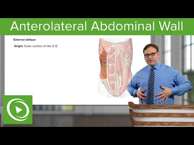 Anterolateral Abdominal Wall – Anatomy | Lecturio
