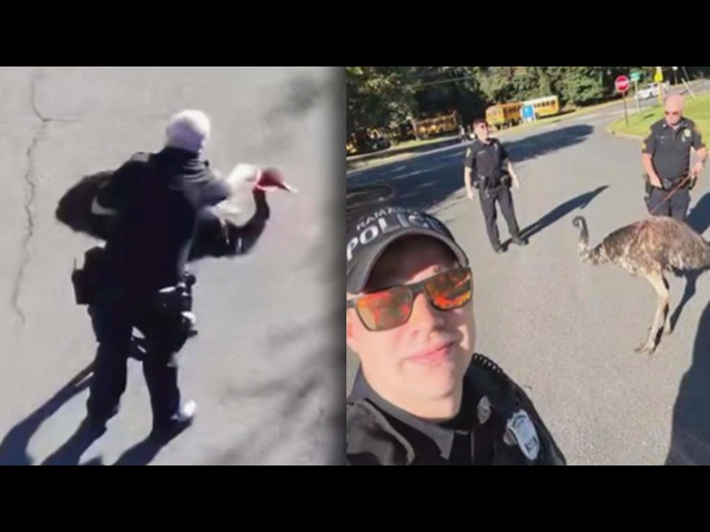 Cops Catch Runaway Emu And Return It To Petting Zoo