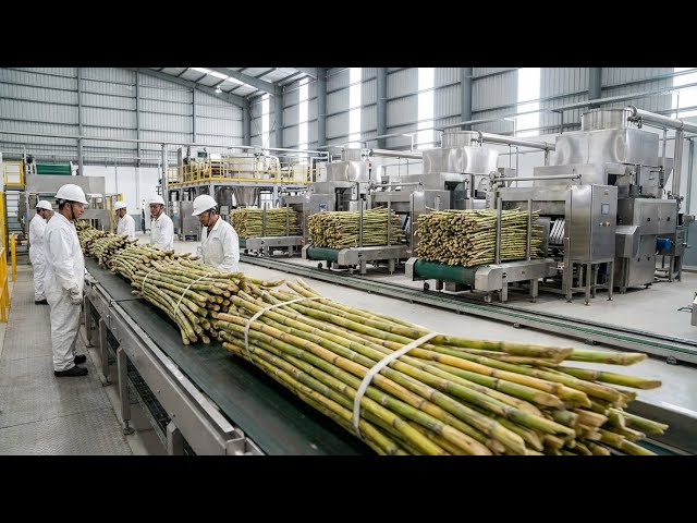 How Sugar Is Made | Inside Sugarcane Factory Process