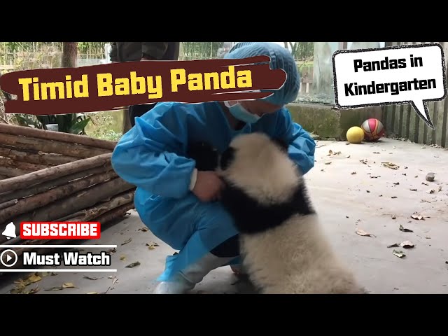 Timid Baby Panda Surprised By Nanny | ipanda