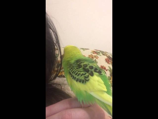 Pistachio The Talking Budgie