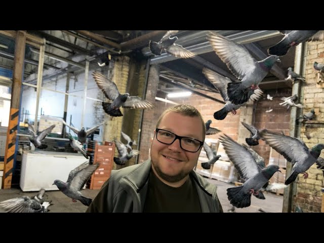 Comes Dine With Me / Pigeon Special - CreamCountyLines #parody #satire #funny