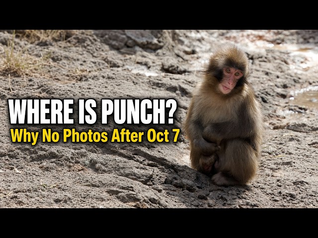 Is Punch Okay? The Truth About No New Photos Since October 7