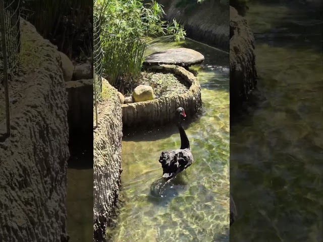 Black Swan swimming #kids #shorts #shortvideo