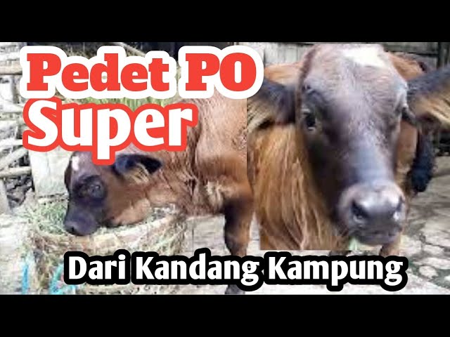 Calon Indukan Supar #sapiJumbo #indukanJumbo #SapiPO #PedetSuper