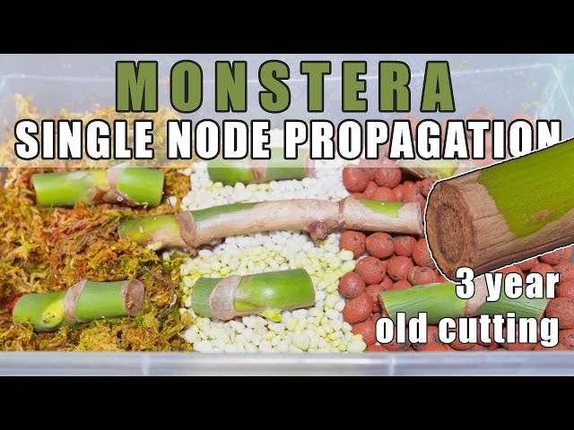 Monstera Deliciosa Single Node Propagation (0-9 Months)