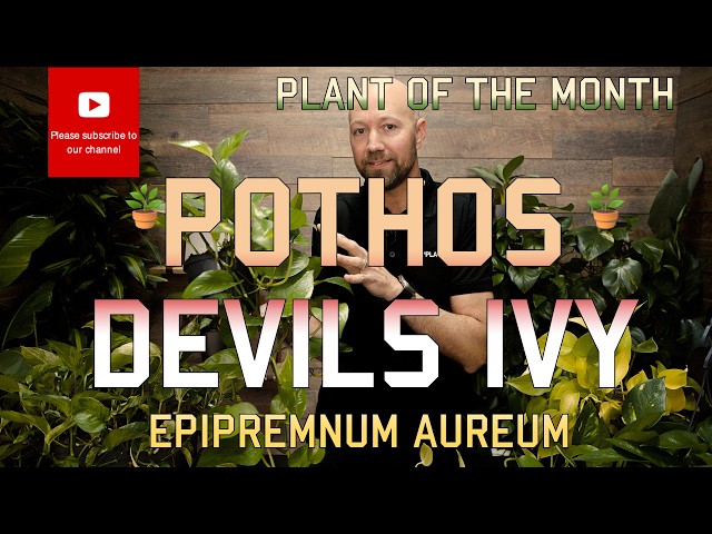 Plant of the month Pothos Devils Ivy
