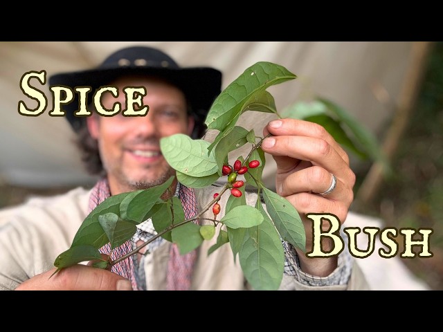 The Forgotten Wild Spice of the American Woods