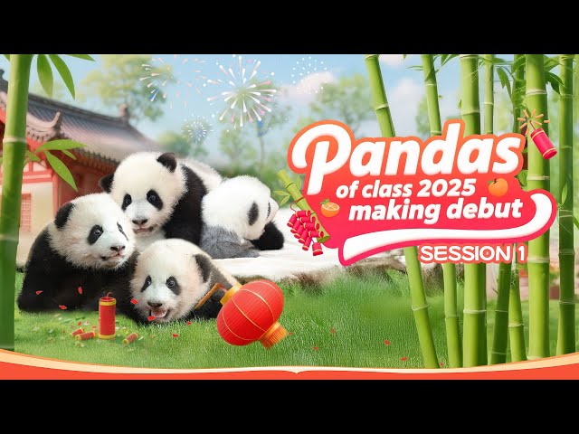 Broadcast: Party On 2026 New Year’s Day With Panda Babies Of Class 2025 | iPanda