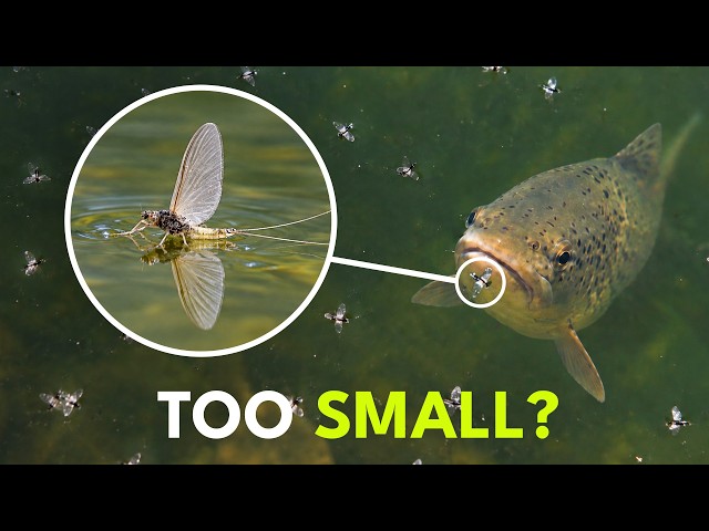 How To Catch Fish On The World's Smallest Mayfly | Ep. 196