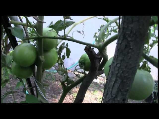 Homemade Jamaican Ackee and Salt Fish Recipe