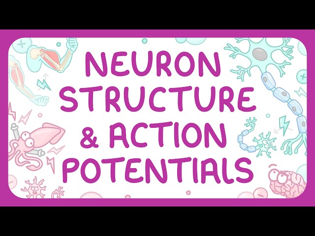 Psychology - Neuron Structure & Action Potentials