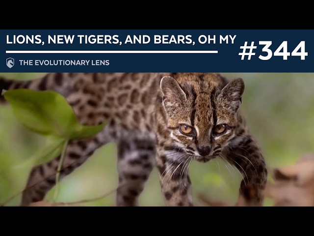 Lions, New Tigers, and Bears, oh my: The 344th Evolutionary Lens w/Bret Weinstein & Heather Heying