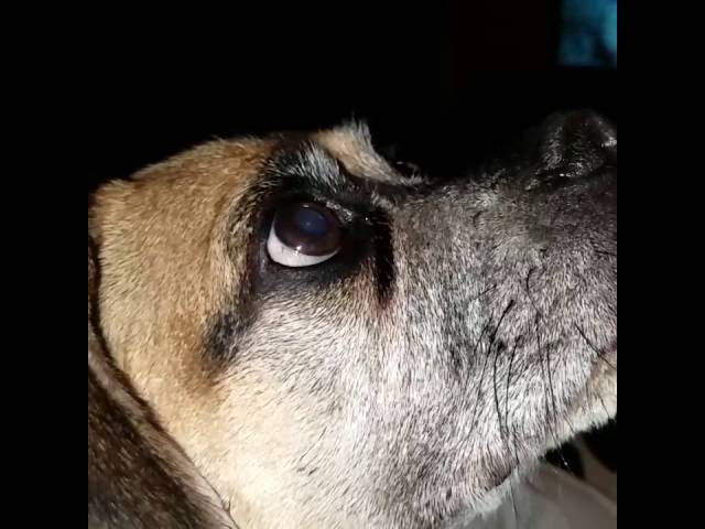 Galaxy S7 Edge Camera - SLOWMO (Pugsley Eating Snowcone)