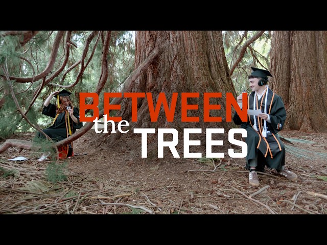Between the Trees 2026