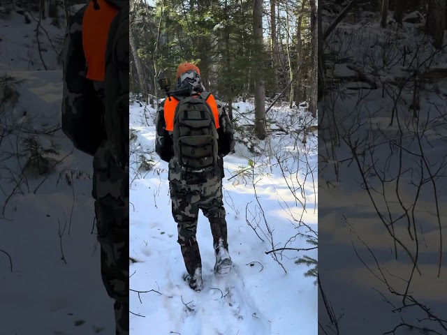 Maine Buck Tracking 200 #short #onxhunt #tracking200
