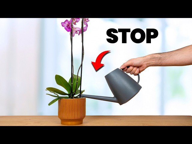 I Stopped Killing Orchids Once I Knew This