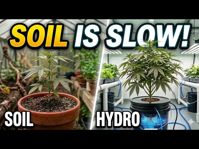 Why Hydroponic Cannabis Grows Faster Than Soil
