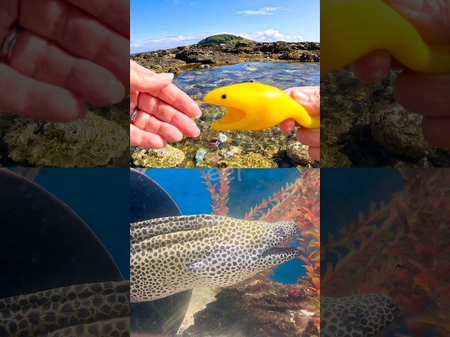Fun Toys | Sea Animal Names for Kids to Learn by the Island: Hermit Crab Eel Blue Shark Whale Shark