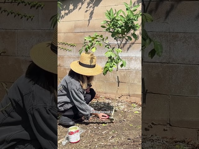 Do THIS to ALL young trees after planting 🌳🍊 #gardeningtips #citrusplant