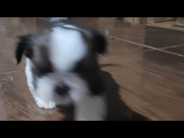CACHORRINHOS 🇧🇷 está ao vivo!