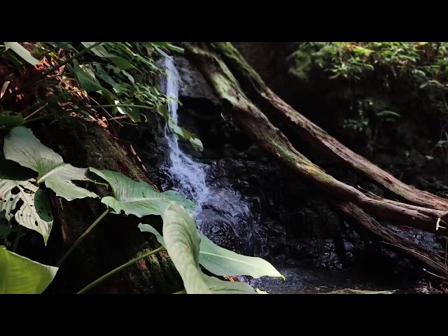 Relaxing Piano Music – Healing Vibes with Water Sounds for Meditation & Rest