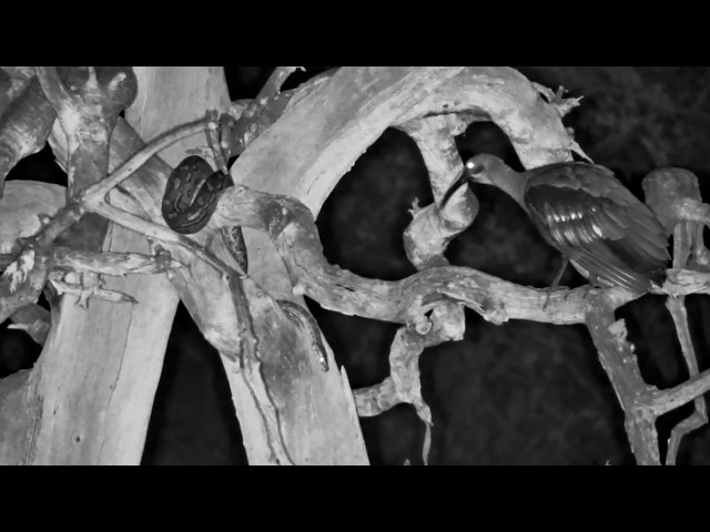 Bird Just Spotted a Python in the Dark