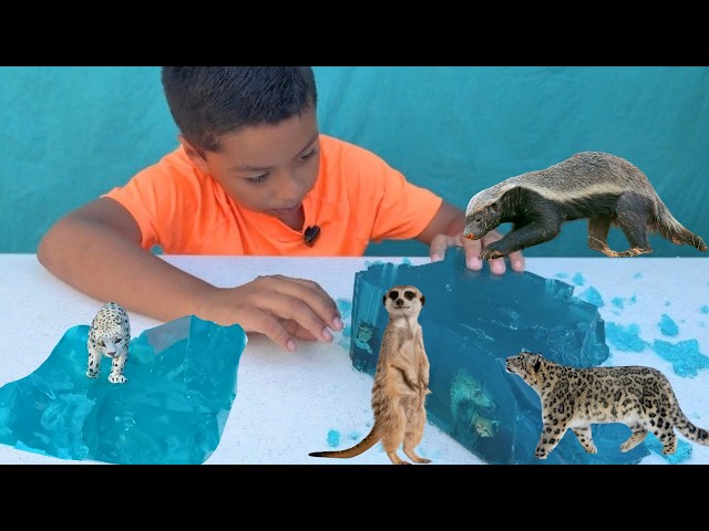Jeremy RESCUES Carnivore Animals In Jelly!  @Toymany