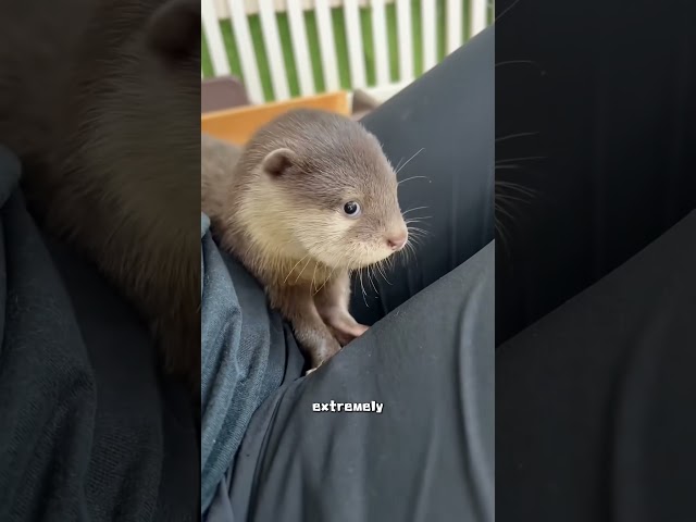 Otter #tiktok #foryou #animals #cute