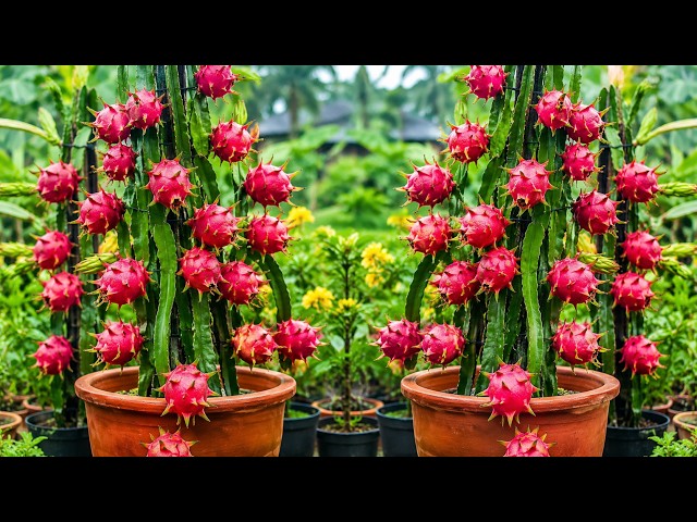 🔴 LIVE 🌱 How to Propagate Dragon Fruit From Cuttings (Step-by-Step )#livestream #live