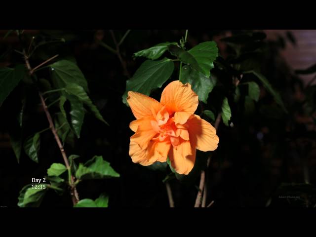 Life of an Hibiscus Flower (Time Lapse 4K UHD HD)