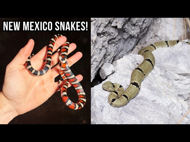 Looking for Snakes in the Mountains of New Mexico! Gorgeous Mountain Kingsnake and More!