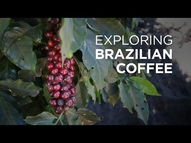Exploring Brazilian Coffee at Daterra Coffee Farm | European Coffee Trip