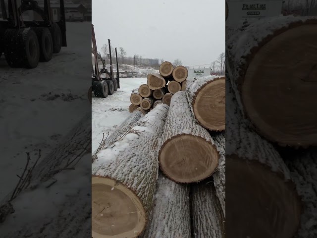 We are getting very poplar # shorts #woodworking #logsaw #wood