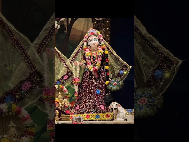 radha rani 🥰✨#radha #krishna #ytshorts #shortsfeed