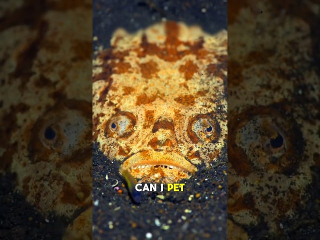 Can I pet this fish? #coolfacts #fish