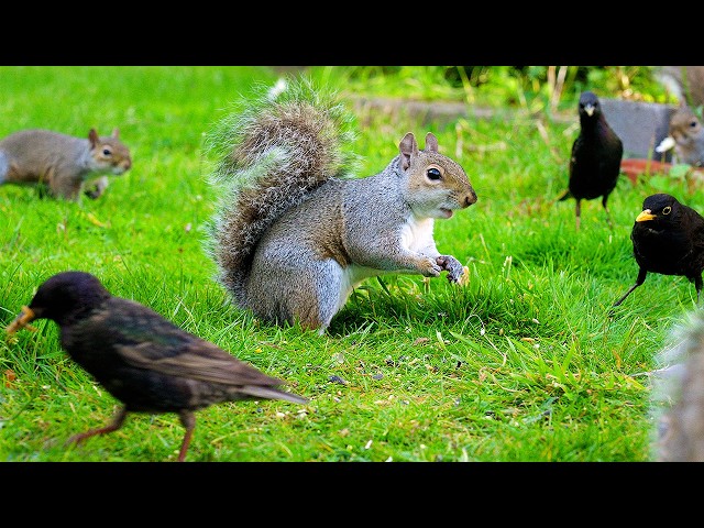 🔴 CAT TV 24/7 🕊️ Birds & Squirrels Scavenge Under the Birdfeeder 🐿️ Bird videos for cats to watch
