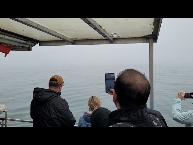 Whale watching Gran Manan